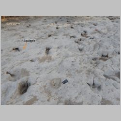 DSCN0721cr Squiggle metatarsal n baby.jpg